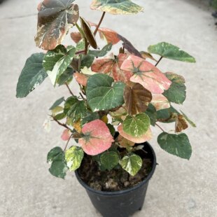 花叶黄槿成品大苗盆栽木本植物多年生花园阳台办公桌盆景耐热花卉