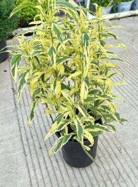 彩叶泽兰卡普里 粉色 药草花园 花境植物 低维护切花麻叶泽兰包邮