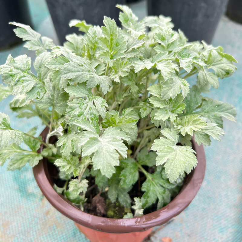 艾草盆栽艾蒿艾叶苗庭院路边观叶植物多年生宿根花卉好养0艾糍粑