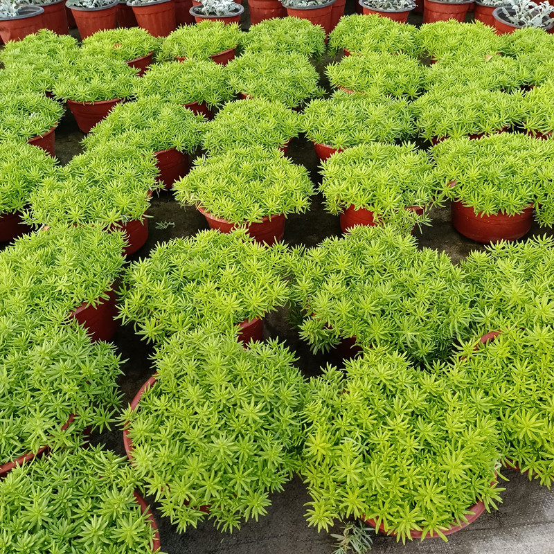 垂盆草盆栽佛甲草屋顶绿化黄金草庭院阳台植物姬岩垂草四季长绿包