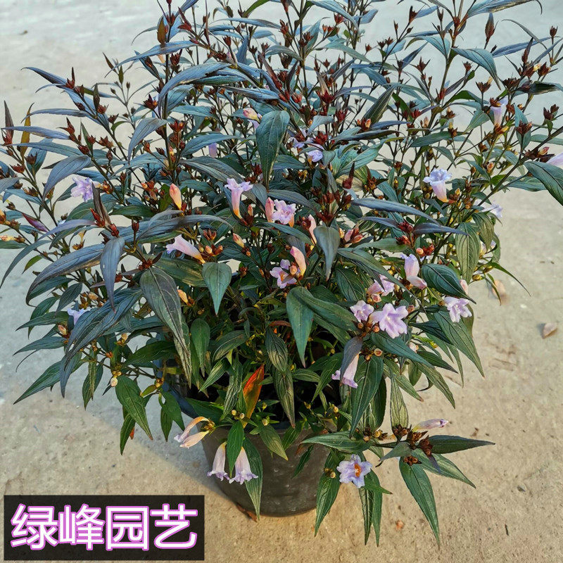 紫叶马蓝盆栽花镜植物庭院阳台耐寒热绿化吸甲醛青马兰包邮多年生