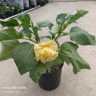 木本大花曼陀罗花苗树苗黄白粉杏色民宿花园花境花径灌木花卉