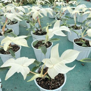 成品盆栽幽灵飞机蔓绿绒佛罗里达室内耐阴的观叶植物好养活趣味花