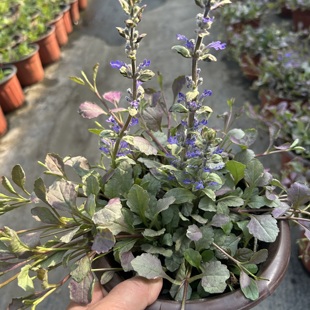 多花筋骨草苗盆栽矮生匍花耐寒宿根进口幸运/三叶紫叶榨浆草.包邮