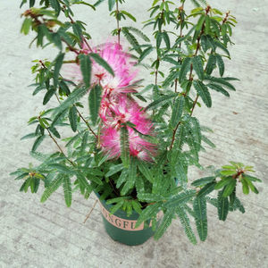 合欢花香水价格 合欢花香水图片 星期三