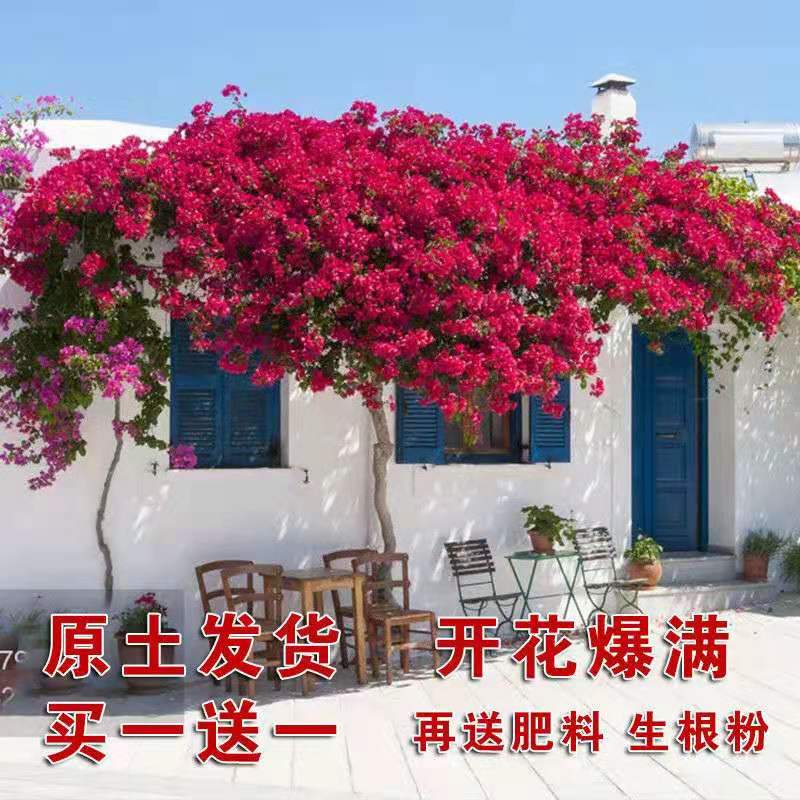 精品三角梅价格 精品三角梅图片 星期三