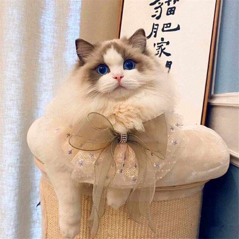 纯种布偶猫幼猫长毛仙女猫双海蓝眼睛活体家养宠物猫CFA血统赛级