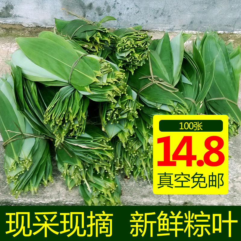 粽叶免邮新鲜纯天然鲜粽叶芦苇叶干粽叶菠萝叶大粽叶竹叶粽子叶