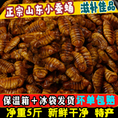 5斤小蚕蛹山东农家新鲜干净桑蚕蛹生蚕蛹黄金蚕蛹湿蚕蛹蝉蛹 包邮