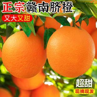 江西赣南脐橙10斤新鲜水果早熟正宗橙子当季特产手剥橙整箱包邮5