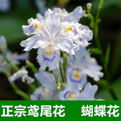蓝花鸢尾苗蓝蝴蝶扁竹花德国鸢尾鸢尾花扁担花苗耐湿耐阴宿根四季