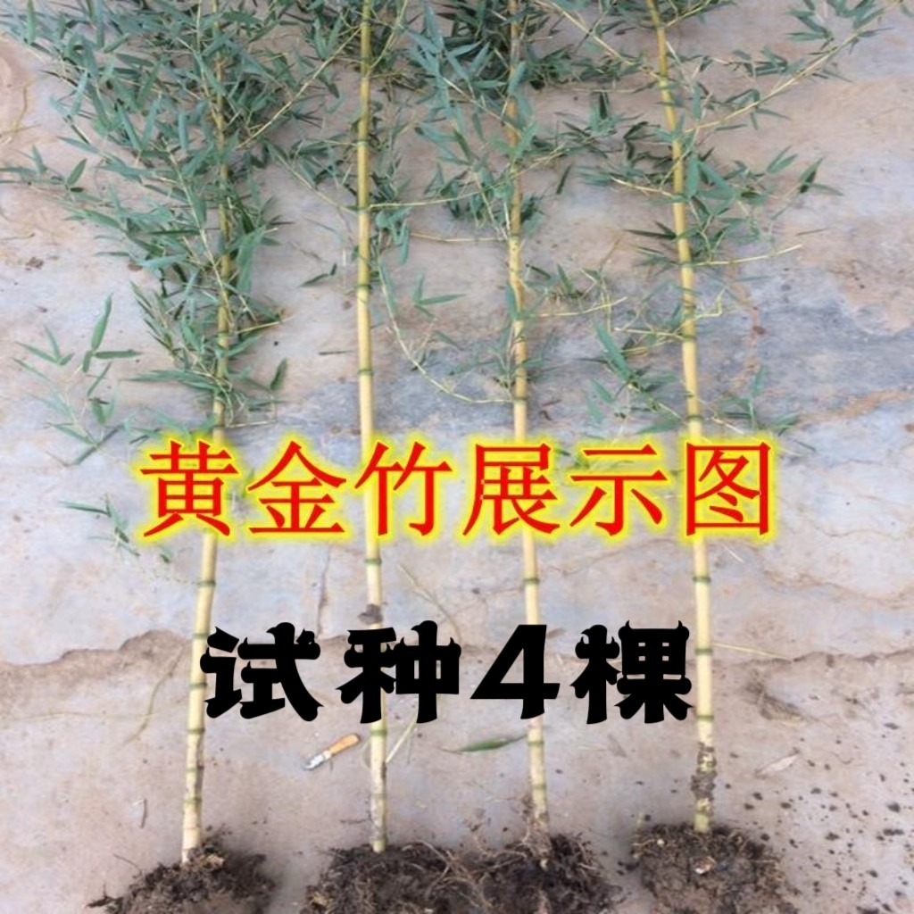 黄金竹子苗四季庭院种植观赏景观竹金镶玉竹室外黄金竹盆栽竹