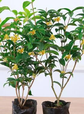 花香满屋四季桂花树盆栽月月桂花树浓香型正宗桂花树四季桂花地栽