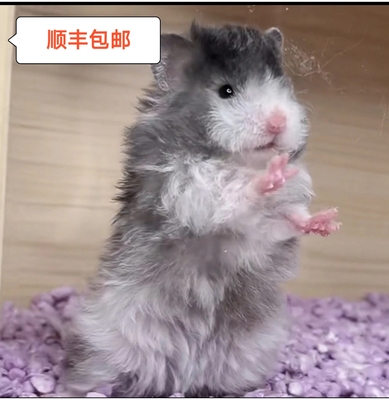 家养小仓鼠萌宝宝可爱精品网红卷毛黑波利卷毛焦糖色波利顺丰包邮