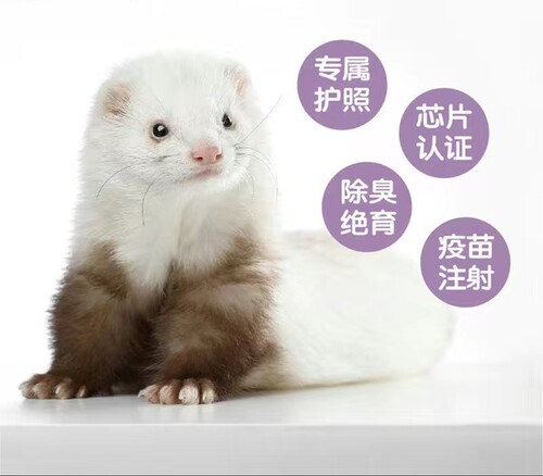 顺丰包邮安格鲁貂活体宠物貂雪貂活物安哥鲁貂幼崽小型萌宠 貂