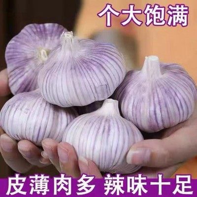 山东金乡大蒜头干蒜5斤装紫皮3斤新鲜多瓣农家2025种子蒜2025新蒜