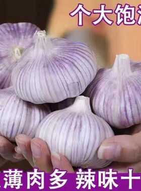 山东金乡大蒜头干蒜5斤装紫皮3斤新鲜多瓣农家2025种子蒜2025新蒜