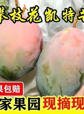 正宗凯特芒果新鲜水果当季特大青忙果现摘