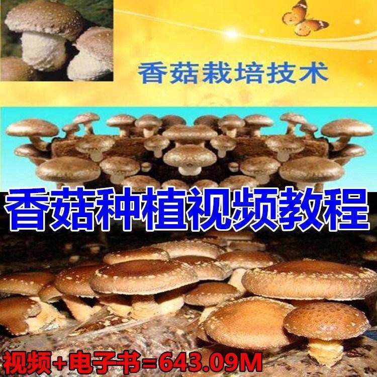 香菇种植技术视频教程 电子书学习大棚栽培塑料袋反季节栽培经验