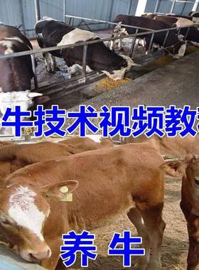 养牛养羊视频教程疾病防治牛病奶牛挤奶牛场建设放牧饲养猪技术