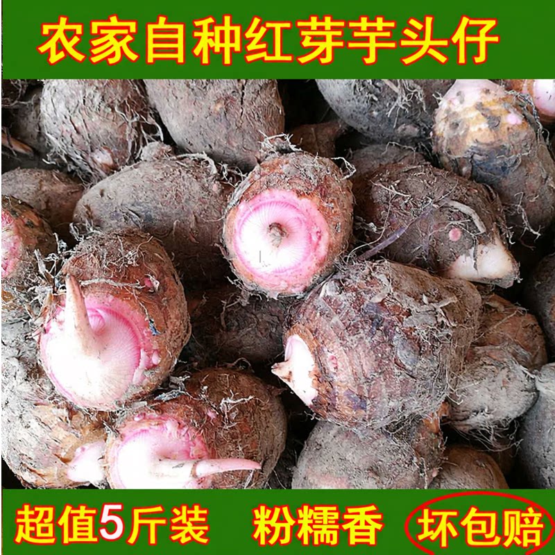 广西芋头红芽芋头仔粉香农家自种