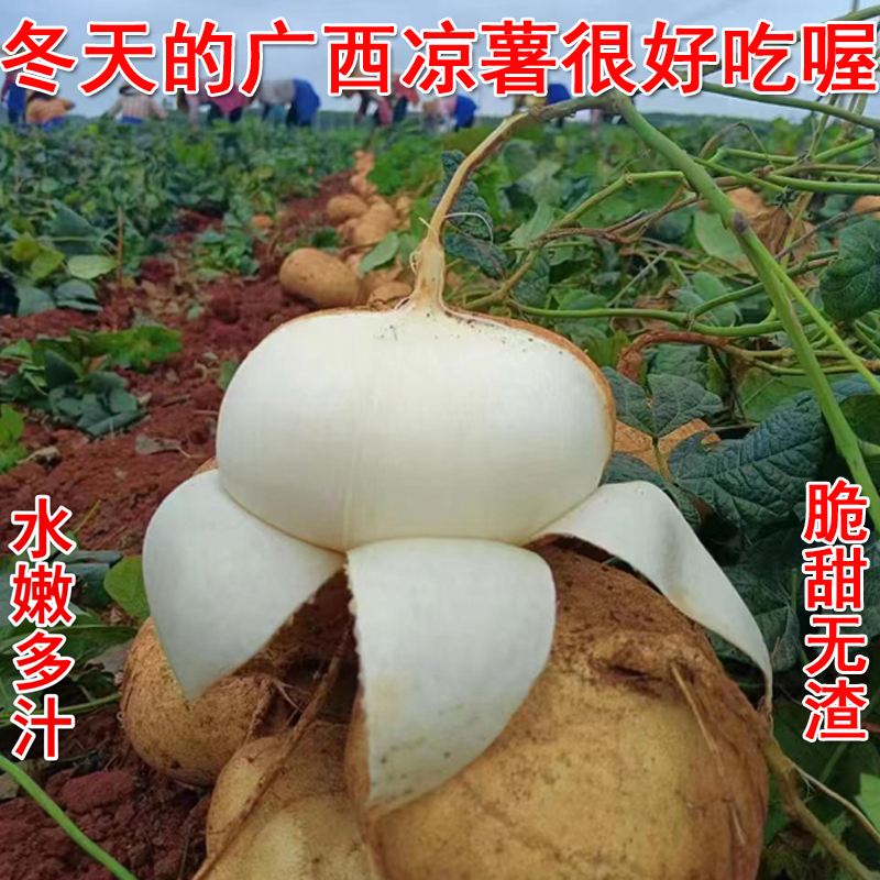 广西新鲜挖凉薯农家自种白地瓜沙葛土瓜葛薯即食蔬菜脆甜水果