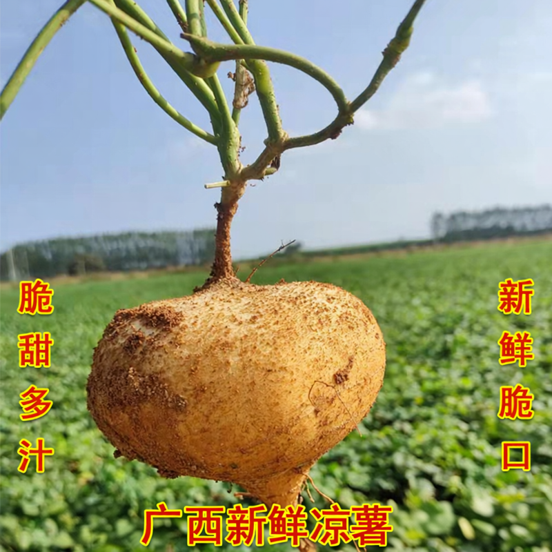 冬季新挖广西新鲜凉薯白地瓜