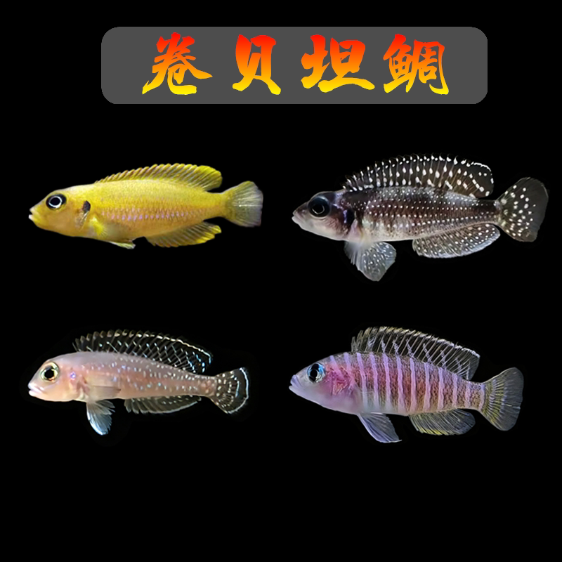 卷贝坦鲷斑马贝黄金叮当钻石贝蓝钻贝三湖慈鲷小型热带观赏鱼活体