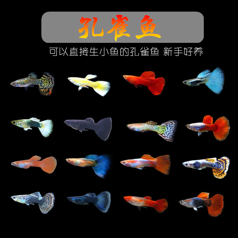 新手好养好繁殖孔雀鱼淡水热带鱼