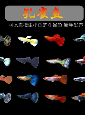 新手好养好繁殖孔雀鱼淡水热带鱼