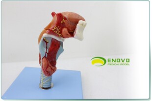 ENOVO颐诺人体喉舌牙模型咽喉解剖头模型甲状腺 医学器官耳鼻喉