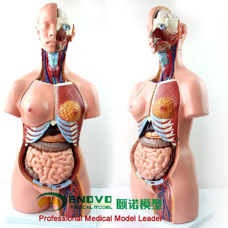 ENOVO颐诺85CM躯干系统人体解剖