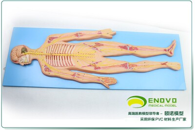 ENOVO颐诺人体神经系统解剖模型
