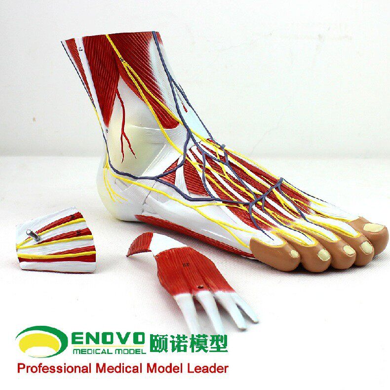 ENOVO颐诺医学足底层次解剖脚关节肌肉神经血管韧带手足脚踝关节