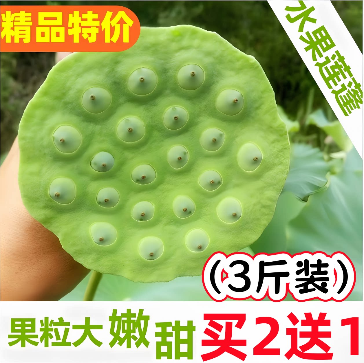 新鲜嫩莲蓬3斤大果甜嫩现摘生吃生莲子天然水果莲蓬当季蔬菜包邮