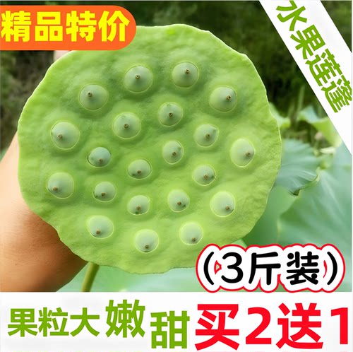 新鲜嫩莲蓬3斤大果甜嫩现摘生吃生莲子天然水果莲蓬当季蔬菜包邮