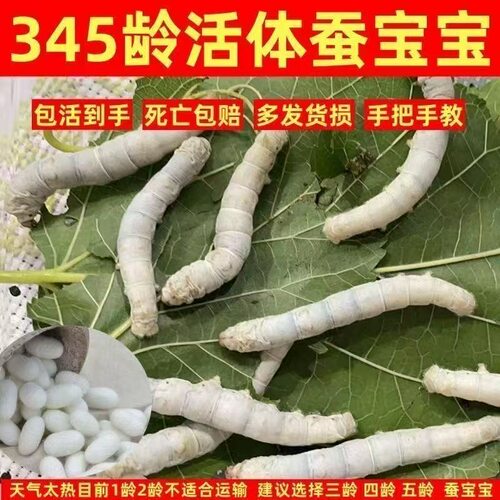大蚕宝宝5龄当日发春蚕活物蚕活体幼虫蚕卵食物桑蚕学生养蚕套装1