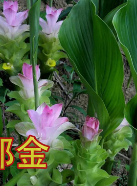 温郁金片药用植物种植苗中药材花卉种苗郁金苗广郁金 蓬莪术 姜黄