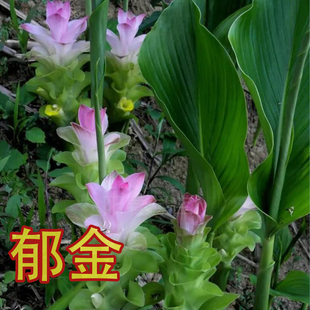 温郁金片药用植物种植苗中药材花卉种苗郁金苗广郁金 蓬莪术 姜黄