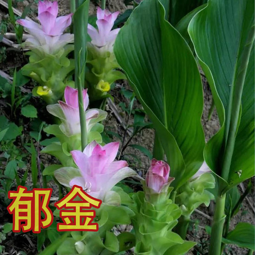 温郁金片药用植物种植苗中药材花卉种苗郁金苗广郁金 蓬莪术 姜黄
