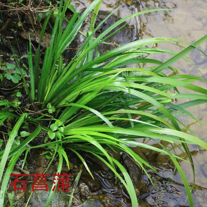 新鲜石菖蒲 石菖蒲臭蒲根 水蜈蚣 水剑草 种苗根