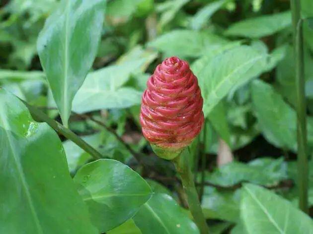 红球姜苗 中药材种苗