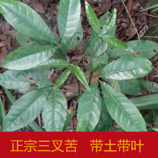 三叉苦种子三丫苦种子经济药材种苗三叉苦苗三桠苦苗 三桠苦树苗