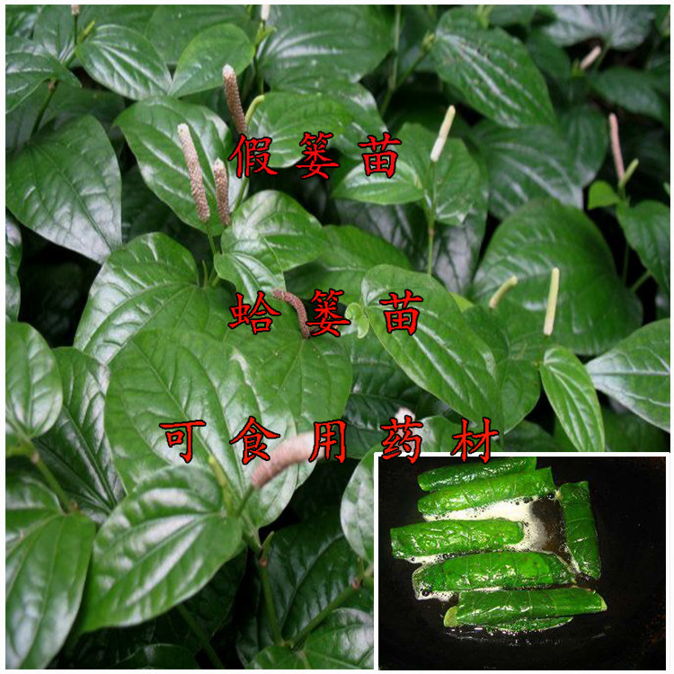 假蒌苗蛤篓苗庭院阳台盆栽食用蔬菜香菜食材假蒟野生中药材保健菜