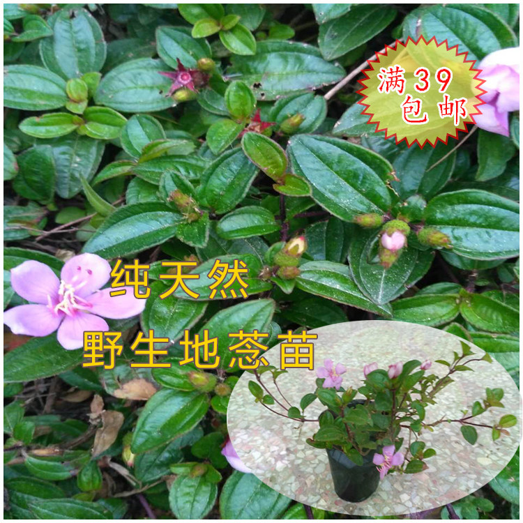 地捻苗 地捻 地桃金娘苗铺地锦 山地菍  地脚菍 铺地菍中药材树苗