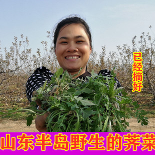 山东烟台野菜荠菜新鲜 小叶子地菜带根摘好现挖火锅菜水饺馅 包邮