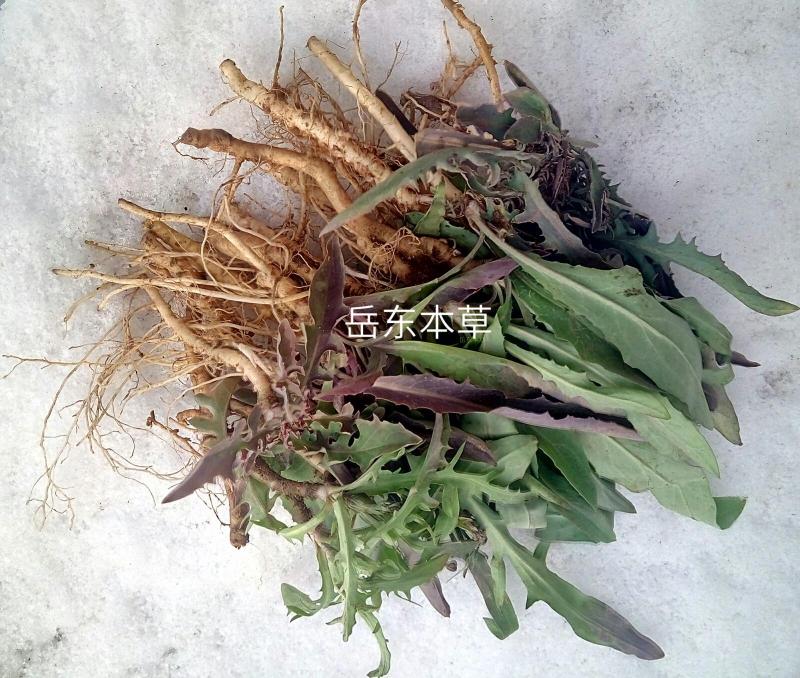 山东烟台野菜苦菜新鲜苦麻子苦碟子苦麦菜苦丁现挖包邮