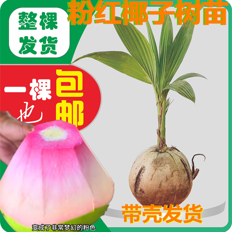 粉红椰子果树苗椰子苗青椰子苗金椰子苗庭院种植园艺常绿植花盆