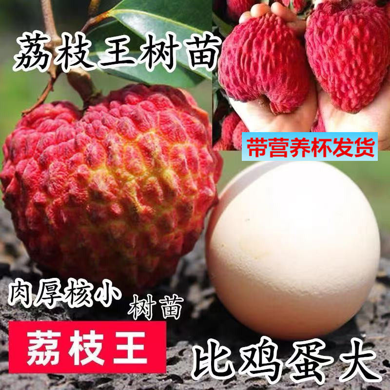 荔枝王树苗嫁接苗观音绿仙桃荔苗