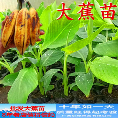 香蕉芭蕉大蕉猫山王榴莲树苗